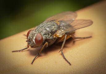 Closeup of a Musca domestica housefly sitting on a skin