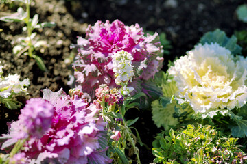 Closeup of Decorative cabbage flowers with purple and white leaves under the sunlight
