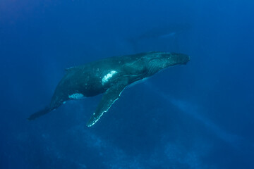 Fototapeta premium Humpback Whale - Kingdom of Tonga