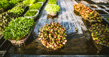 microgreens healthy eco gardening permaculture