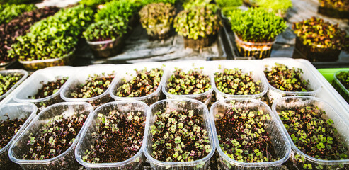 microgreens healthy eco gardening permaculture