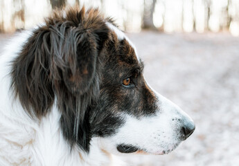 happy white dog walking in forest