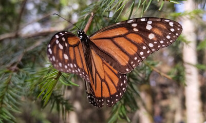 A Butterfly on a Branch. Monarch Butterfly Posing On A Branch Resting From A Long Flight
