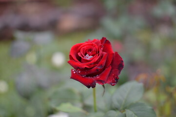 red rose in garden
