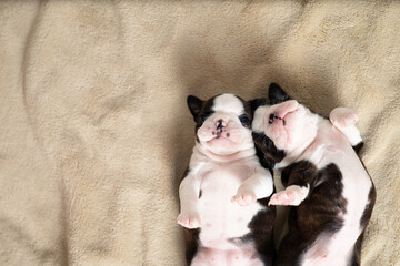 A tiny Boston Terrier puppy lies on a beige blanket. Pets. Dog. Sweet. Cute