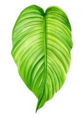Green tropical leaf, exotic watercolor botanical painting