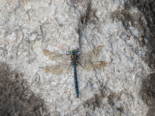 Beautiful Southern Hawker Dragonfly (Aeshna juncea) basking on a stone surface,  macro top view.