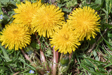 Dandelion weed in bloom