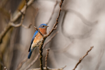 Male bluebird sits on a branch of a black walnut tree