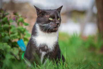 Portrait of a black cat with white spots close-up outdoors.