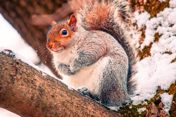 Closeup of a cute puffy squirrel on a branch in winter