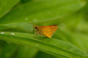Selective focus shot of a large skipper (Ochlodes sylvanus) butterfly on a dewy green leaf