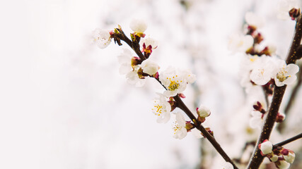 Natural background, banner of branches of a flowering tree on a light background