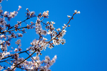 Flowers background. Spring flowers on tree branches.