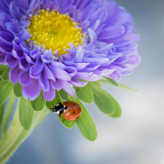 Closeup shot of a ladybug on the purple aster flower on a blurry background