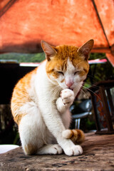 Closeup shot of stray shorthair cat sitting in the street, licking its paw with blurred background