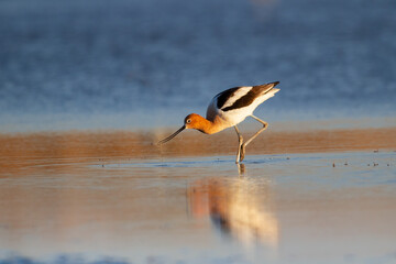 An American avocet searching for food in the shallow water in bright sunlight