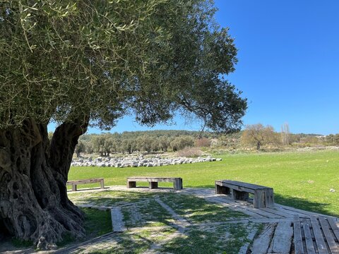 Olive tree shadowing in the park, the ruins of the ancient city of Teos in the background.
