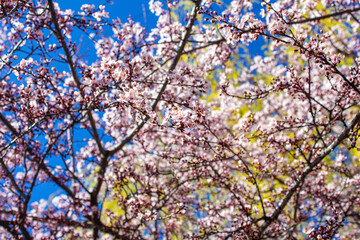 Flowers background. Spring flowers on tree branches.