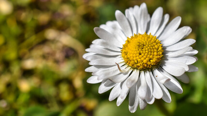 Obraz premium daisy in the grass