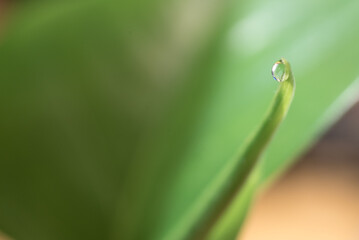 Detalle de una pequeña gota de agua sobre la hoja de una planta verde. Concepto de lluvia sobre...