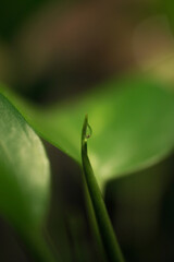 Obraz premium Detalle de una pequeña gota de agua sobre la hoja de una planta verde. Concepto de lluvia sobre las plantas o rocío matutino.