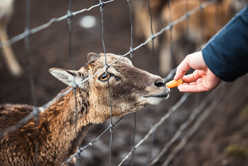 A small brown roe deer cub on a farm behind a gray fence eats carrots from child's hand in Latvia.
