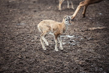 Naklejka na ściany i meble A small brown roe deer cub stands on a mud farm in Latvia.