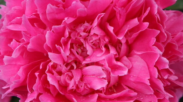 Close-up of a blooming flower. Pink peony petals close-up. Photos in macro mode.