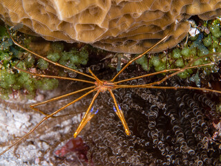 Closeup shot of coral reefs and a sea spider underwater in the ocean