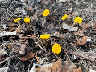 Tussilágo fárfara, a family of asteraceae. Bright spring flowers on black ground. wild yellow flowers mother and stepmothers
