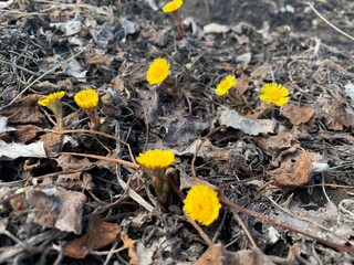 Tussilágo fárfara, a family of asteraceae. Bright spring flowers on black ground. wild yellow flowers mother and stepmothers
