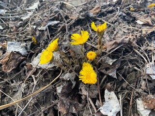 Tussilágo fárfara, a family of asteraceae. Bright spring flowers on black ground. wild yellow flowers mother and stepmothers
