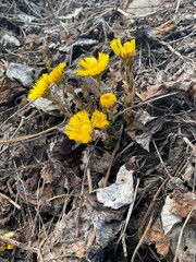 Tussilágo fárfara, a family of asteraceae. Bright spring flowers on black ground. wild yellow flowers mother and stepmothers
