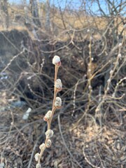 spring willow gray buds covered with dew