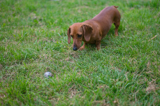 Brown Dachshund Dog Walking On A Green Lawn