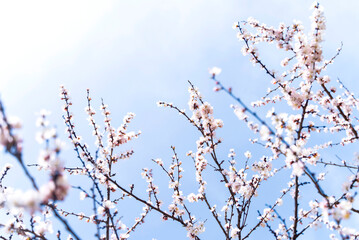 Flowers on branches of blossoming apricot tree against blue sky background