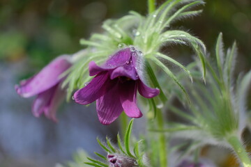 Purple Pasque Flower in the morning light after rain