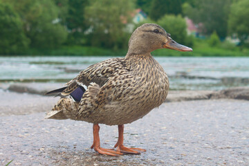 Mallard (Anas platyrhynchos) sitting next to the river Berounka (Czech Republic), duck, feathers, water bird, kachna divoká, female mallard, samice, česká kotlina
