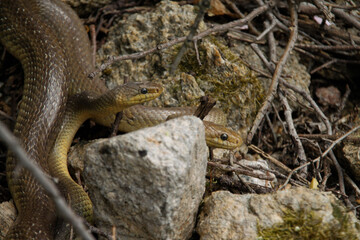 Aesculapian snake (Zamenis longissimus) male combat, male reptiles fighting, animal fights, užovka stromová, colubridae, elaphe longissima, NP Podyjí, massive brown snake, nonvenomus, křoví, wildlife