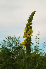 Divizna velkokvětá (Verbascum densiflorum) se klene nad loukou, luční kvítí, tall flower, yellow flower, meadow, křemílek a vochomůrka, luční kvítí, plant, kytka, flora