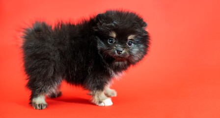 Cute little pomeranian spitz puppy sitting on a red background. Fluffy puppy