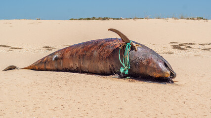 Dirty corpse of a dolphin thrown on the seashore © Wirestock Creators