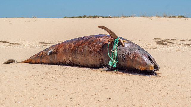 Dirty corpse of a dolphin thrown on the seashore