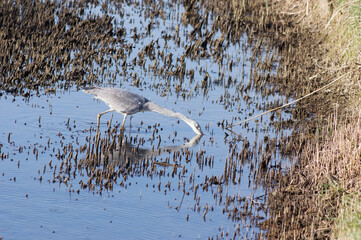 Heron hunts for fish with its beak in the water near the quay of a pond