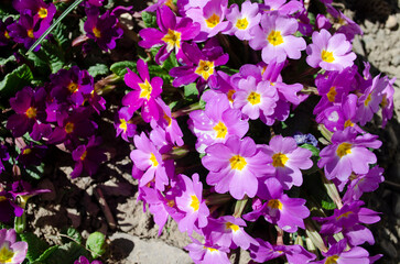 Pink primrose (Primula elatior) of the 'SuperNova Rose Bicolor' variety in the garden on a sunny morning, close-up