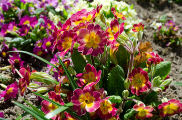 Pink primrose (Primula elatior) of the 'SuperNova Rose Bicolor' variety in the garden on a sunny morning, close-up