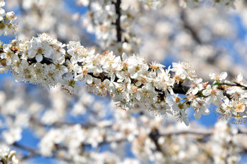 Selective focus shot of blackthorn flowers blooming on the tree in the garden in bright sunlight