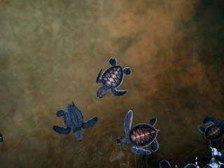 Sea turtles swimming in the water. The Sea Turtle Preservation Society