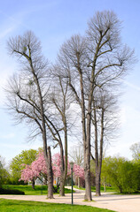 Springtime in the park with blooming cherry tree , cherry blossoms and trees, season and nature concept